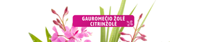 GAUROMEČIO ŽOLĖ • CITRINŽOLĖ